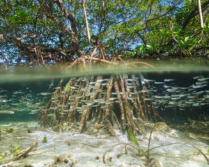 Split view of mangrove tree in the water above and below sea surface with roots and school of fish underwater, Caribbean