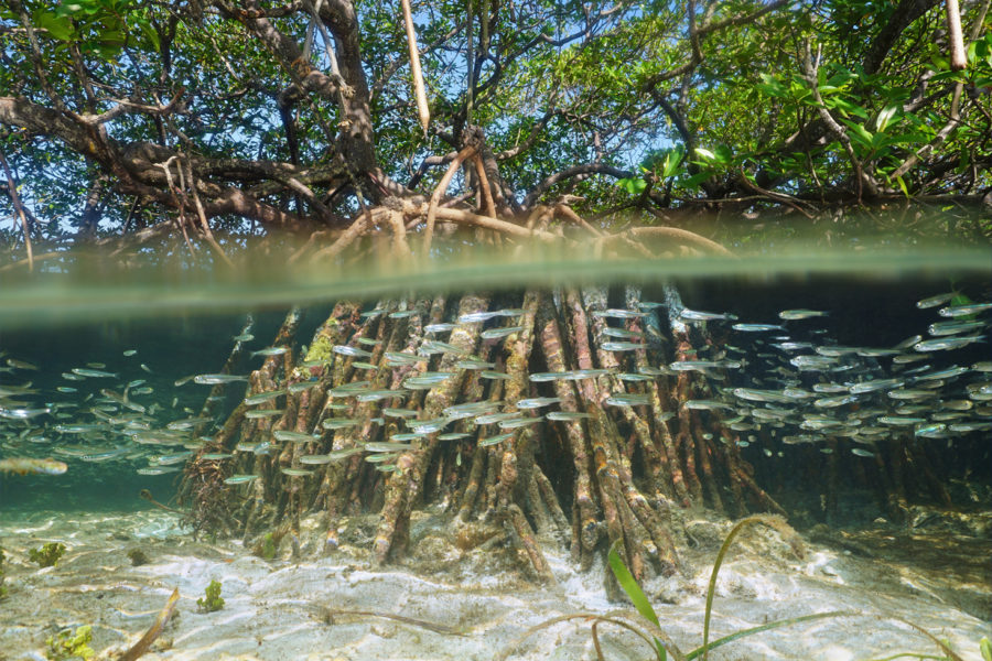 Split view of mangrove tree in the water above and below sea surface with roots and school of fish underwater, Caribbean