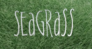 seagrass